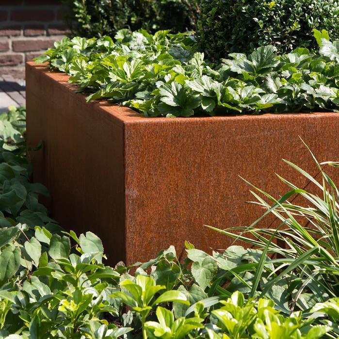 CAW1.1 - Cortenstaal,Plantenbakken,CARREZ Zonder bodem,2000 x 2000 x 800 mm