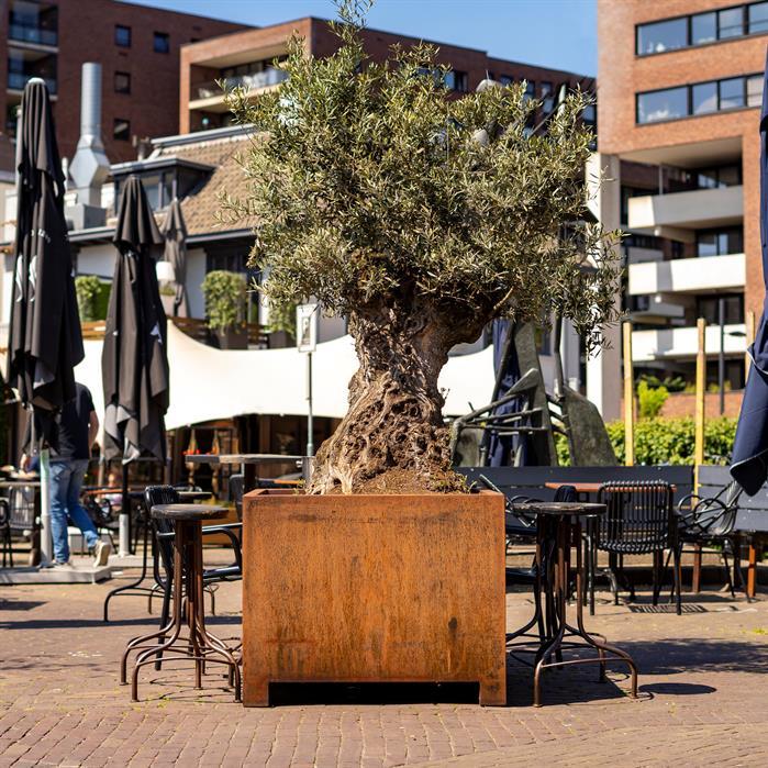 CAP8 - Cortenstaal,Plantenbakken,CARREZ met poten,600 x 600 x 600 mm